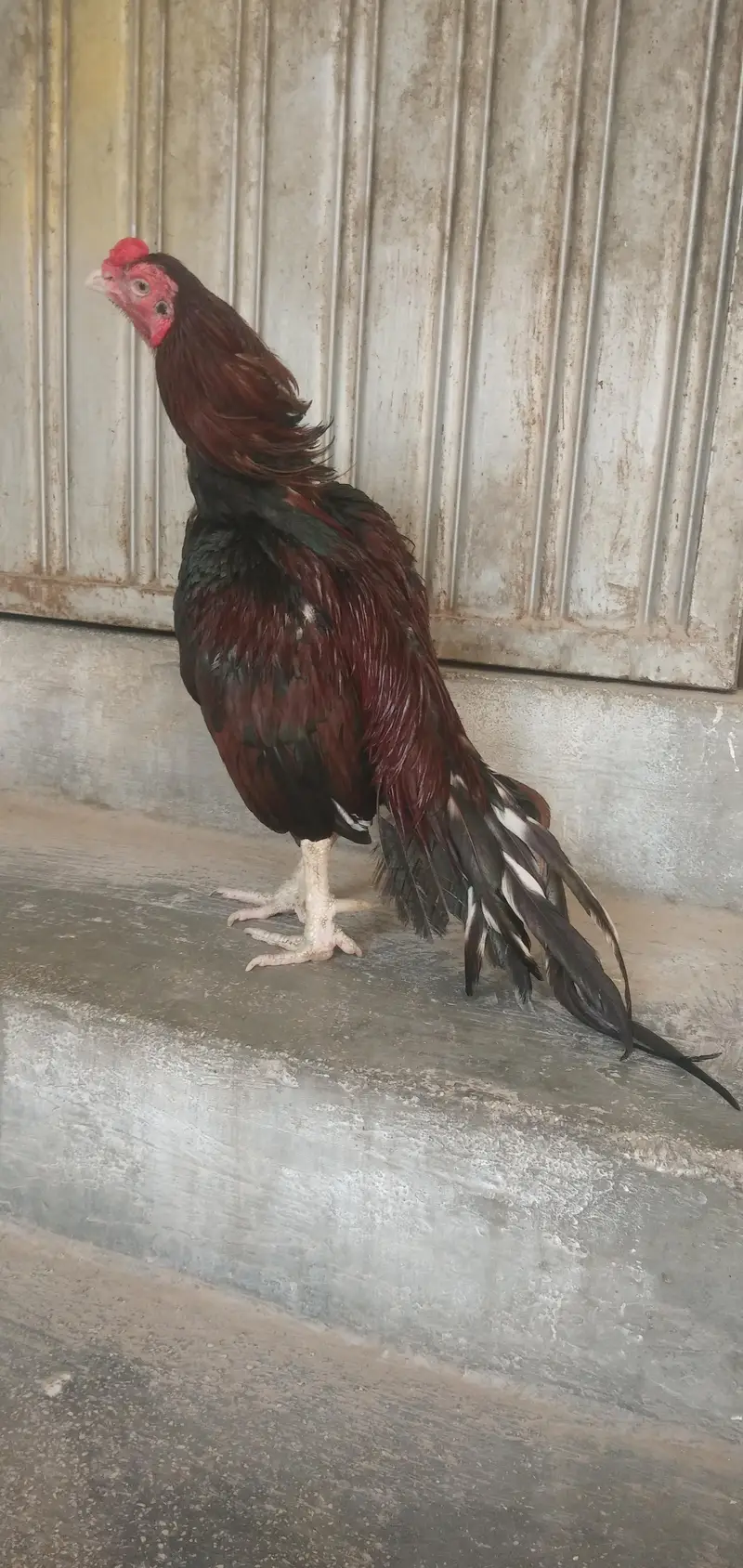 Mianwali birds Whatsup nbr 03183396127 — photo 4