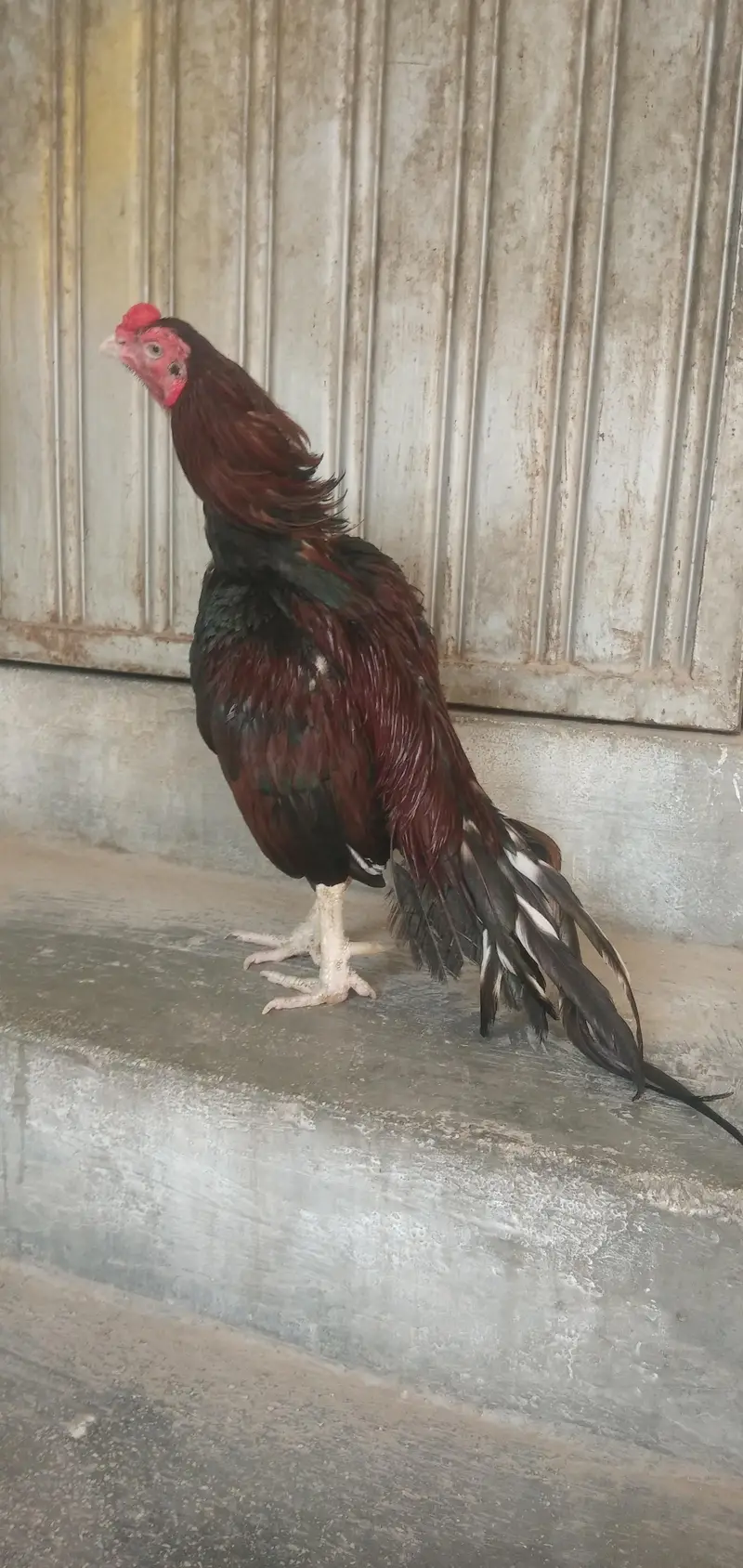 Mianwali birds Whatsup nbr 03183396127 — photo 5