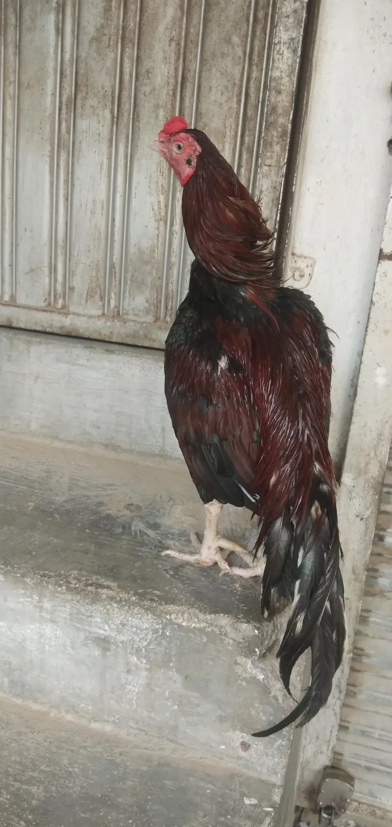 Mianwali birds Whatsup nbr 03183396127 — photo 6