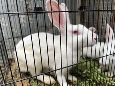 Red eyes Rabbits 1 Male 2 Female