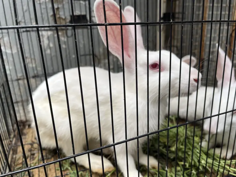 Red eyes Rabbits 1 Male 2 Female