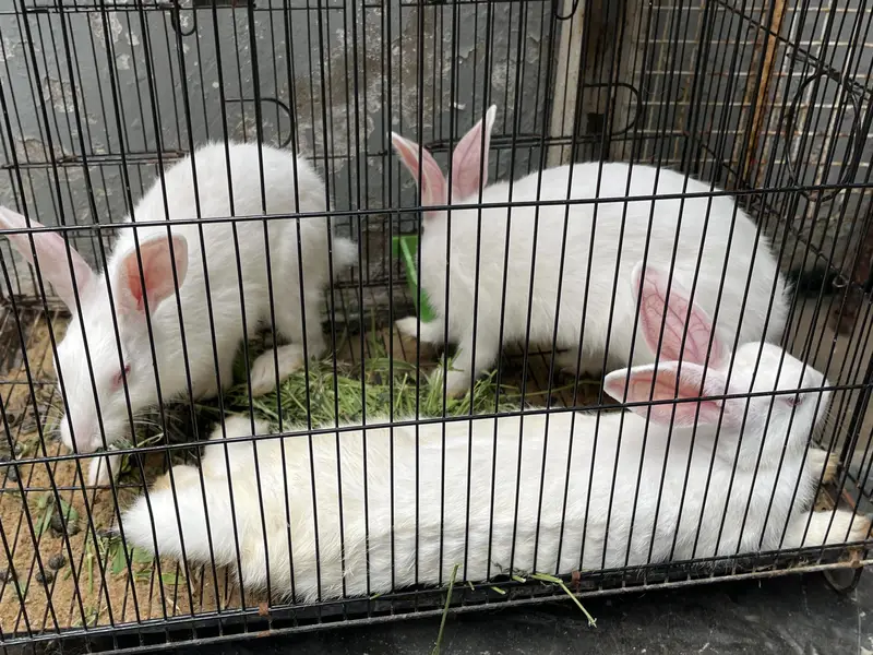 Red eyes Rabbits 1 Male 2 Female — photo 2