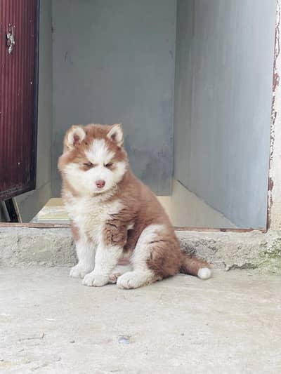 Siberian husky fish