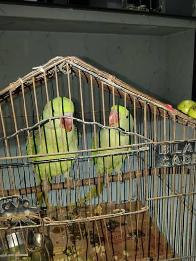 Parrots