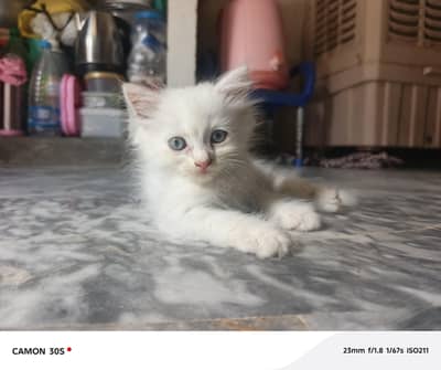 wight cats gary eyes