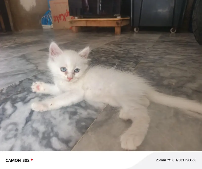 wight cats gary eyes — photo 2