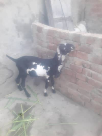 Beetal Bakra Best Quality WhatsApp 03431488495
