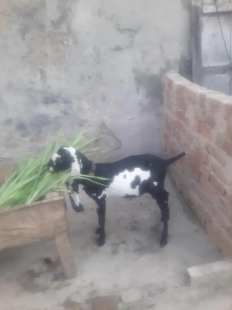 Beetal Bakra Best Quality WhatsApp 03431488495 — photo 2