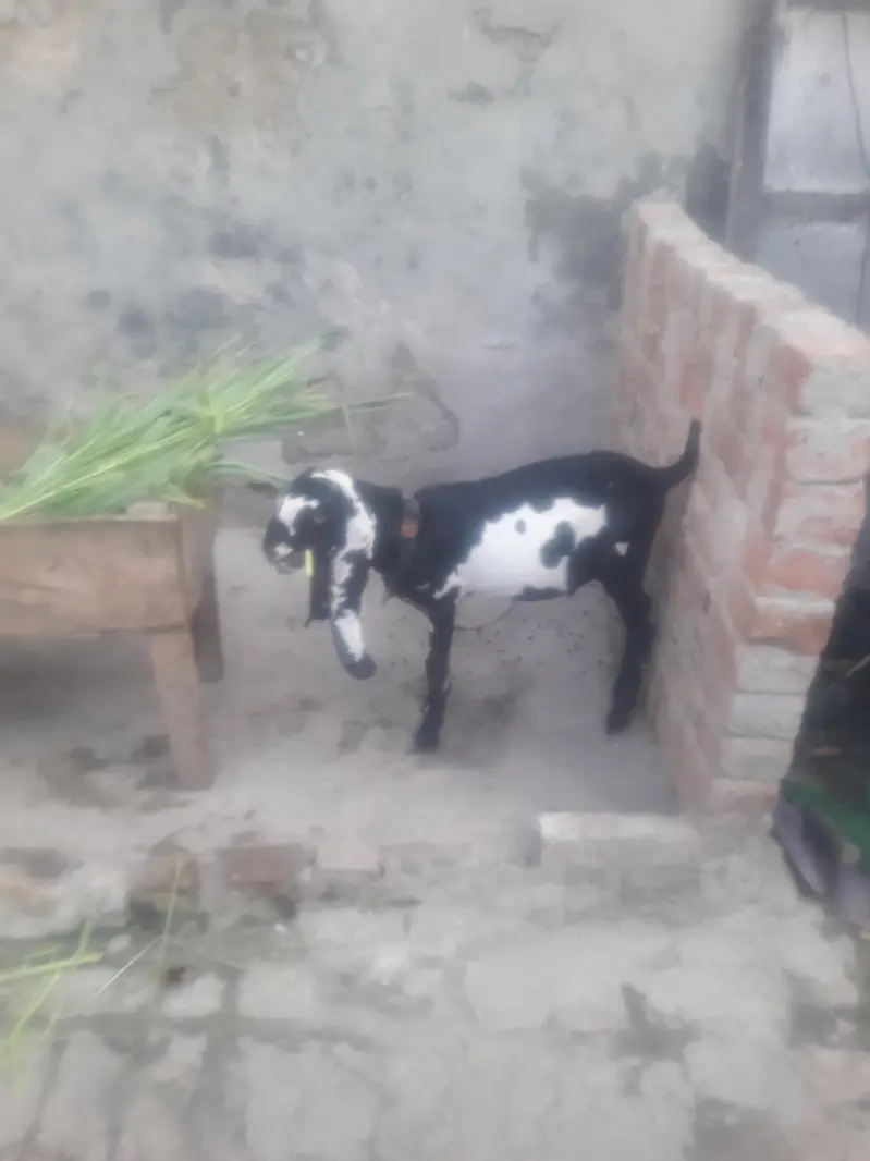 Beetal Bakra Best Quality WhatsApp 03431488495 — photo 3