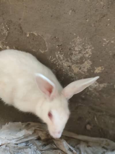 Red eyes rabbits Pair