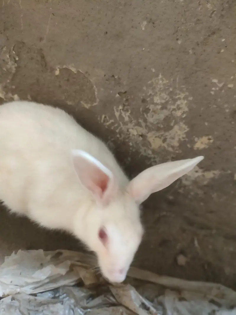 Red eyes rabbits Pair