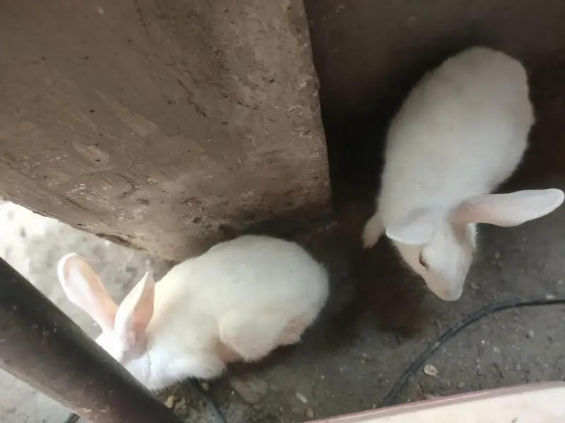 Red eyes rabbits Pair — photo 2