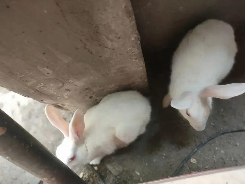 Red eyes rabbits Pair — photo 3