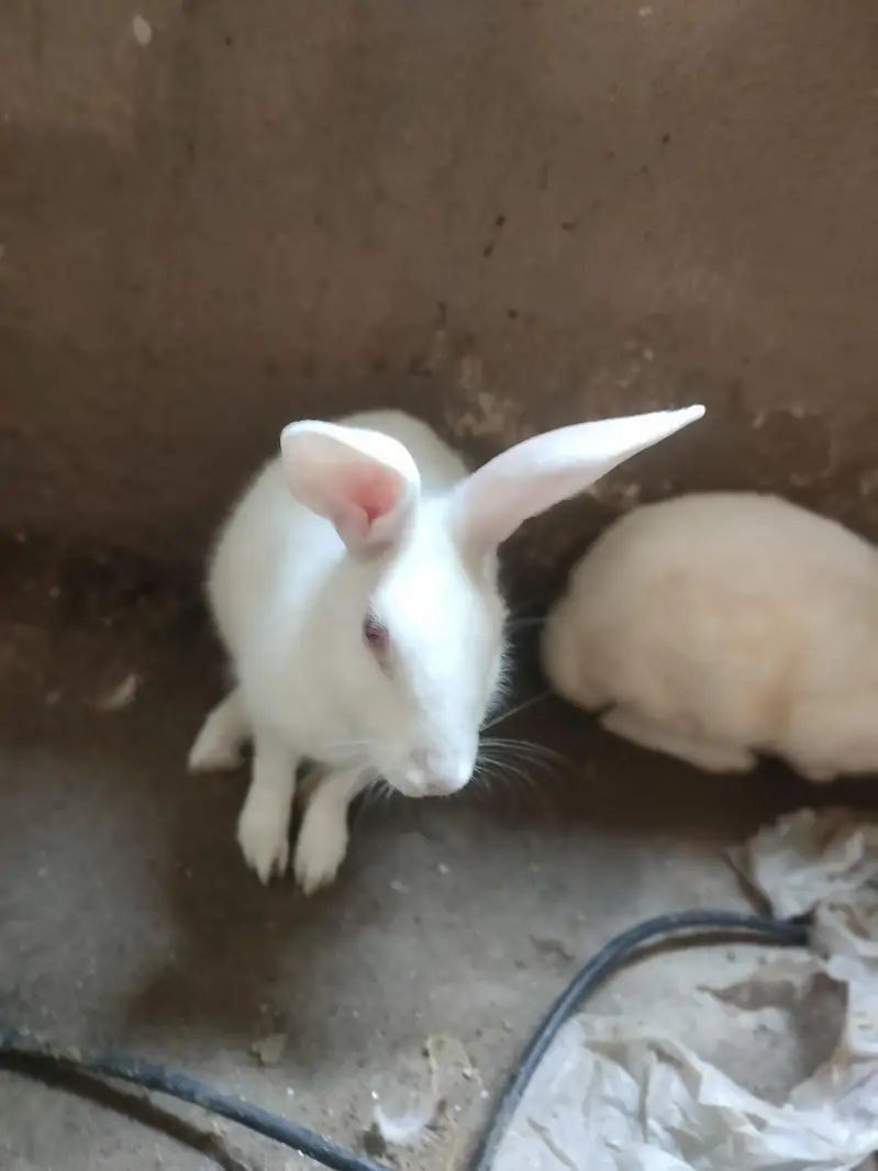Red eyes rabbits Pair — photo 4