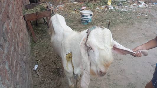 betal nasal ka ha