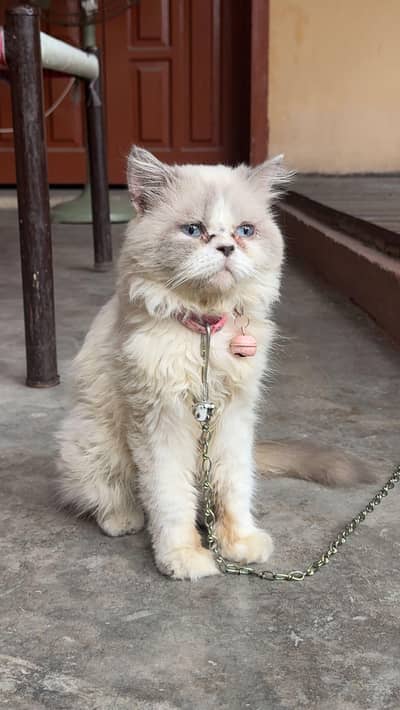  Beautiful White Cat with Stunning Blue Eyes 