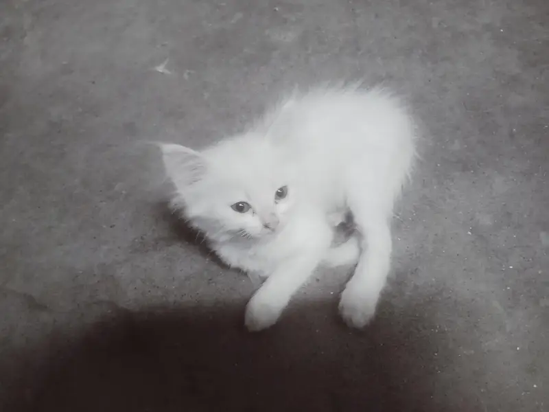 persian cat pair — photo 3