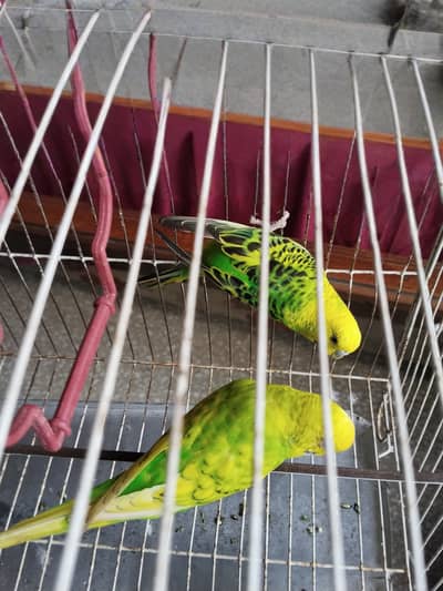 Australian Parrots