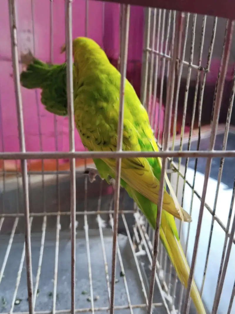 Australian Parrots — photo 2
