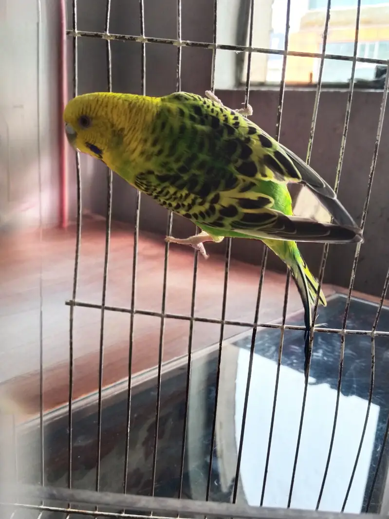 Australian Parrots — photo 3