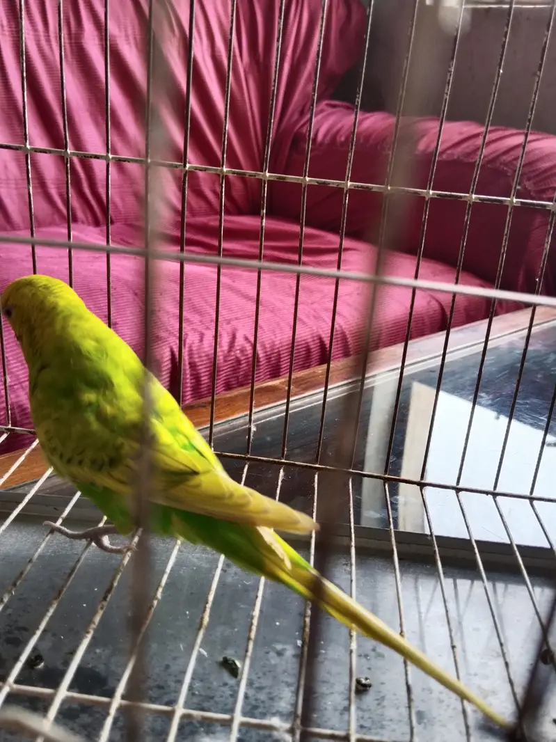 Australian Parrots — photo 5