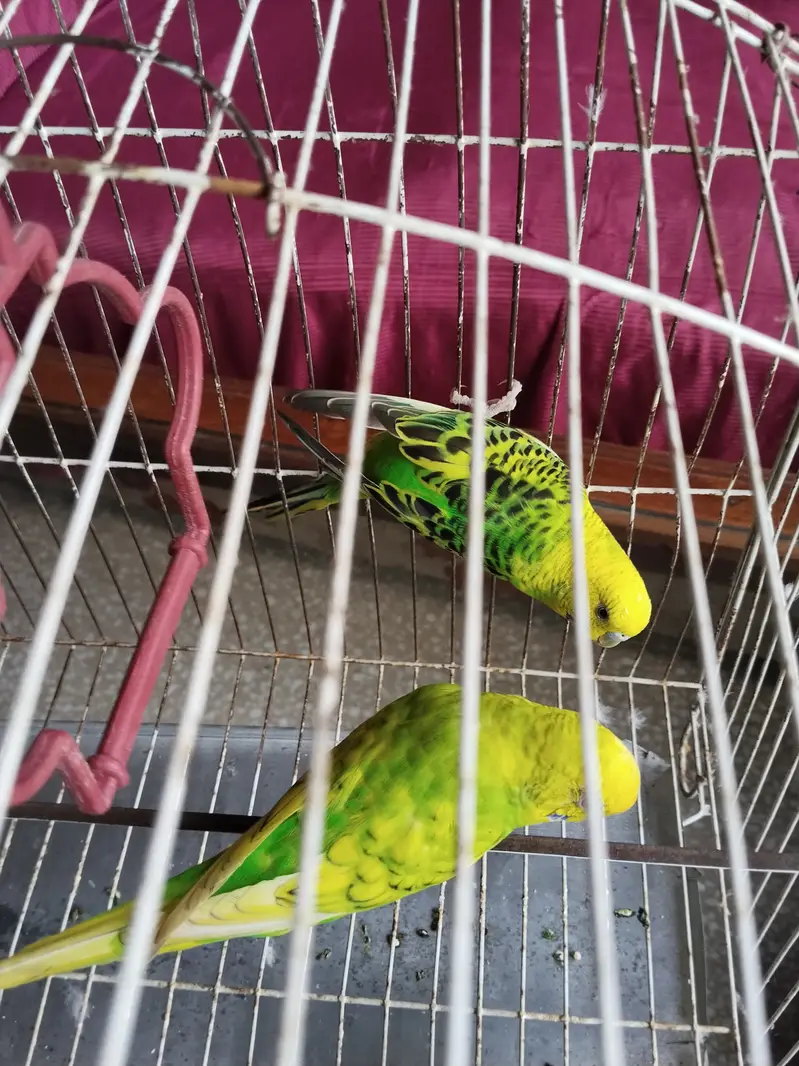 Australian Parrots — photo 6