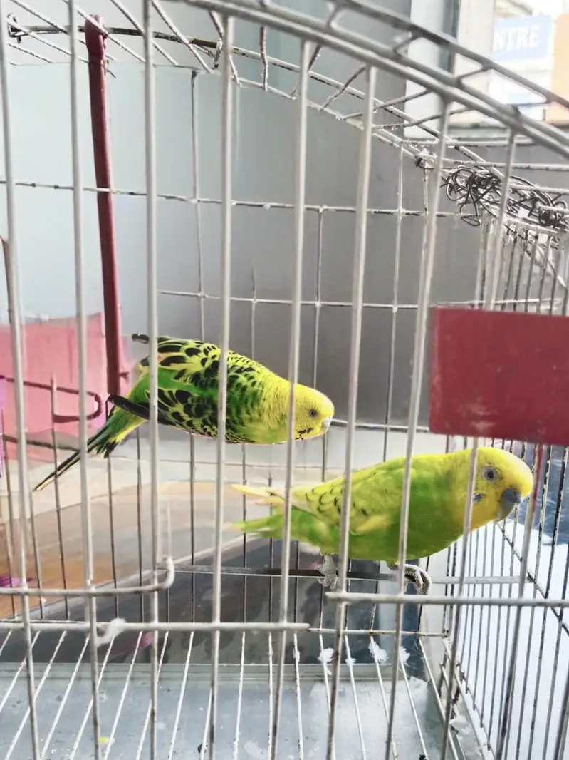 Australian Parrots — photo 8