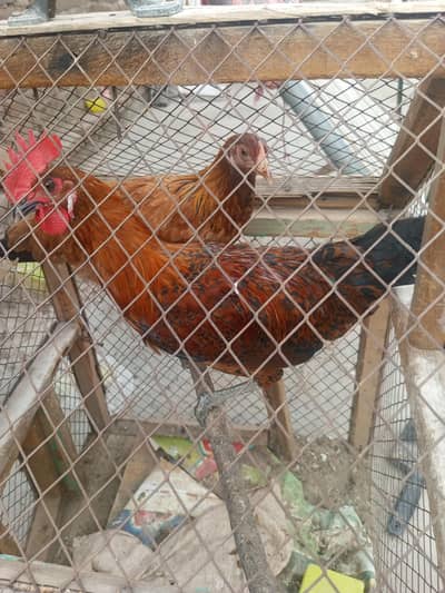 Golden misri pari