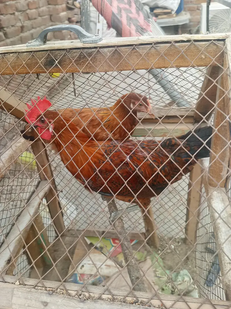 Golden misri pari — photo 2