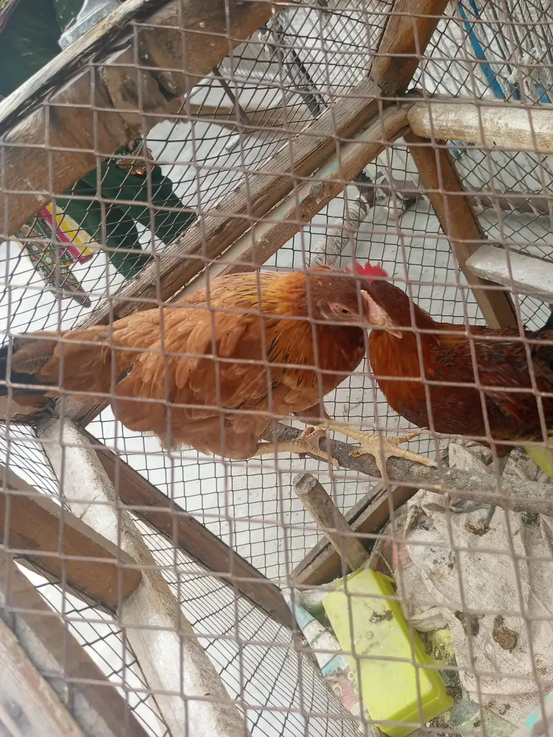 Golden misri pari — photo 3