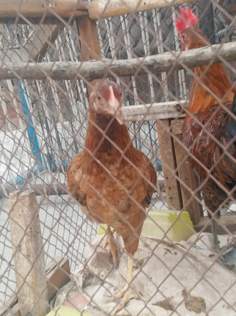 Golden misri pari — photo 6