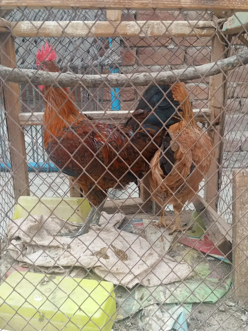 Golden misri pari — photo 7