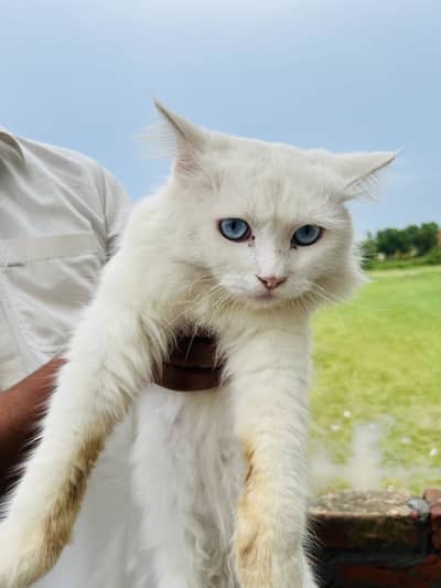 White Persian
