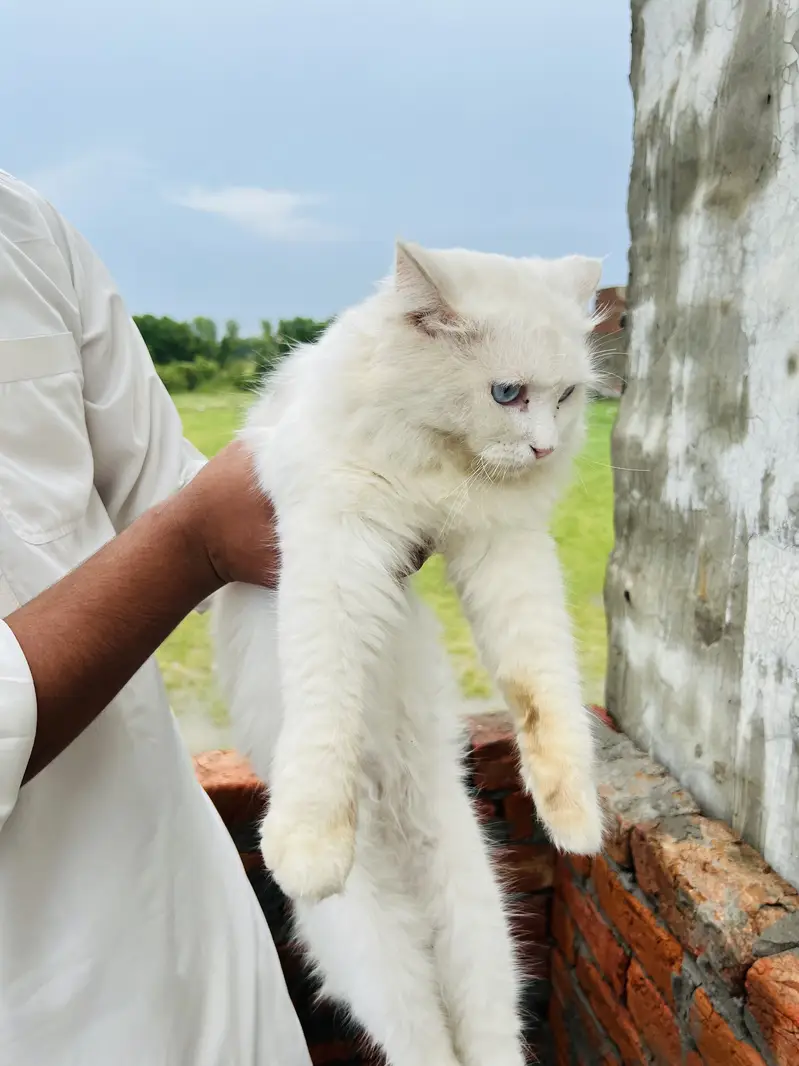 White Persian — photo 2
