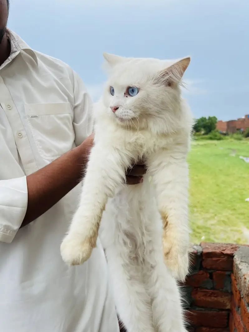 White Persian — photo 3