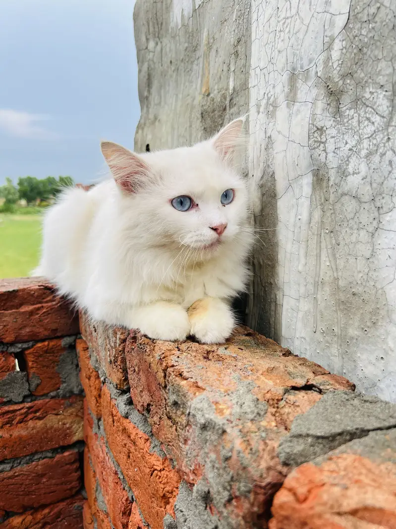White Persian — photo 4