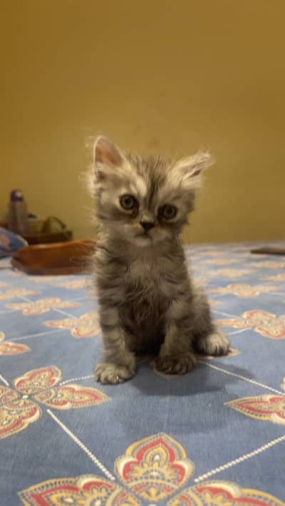 Fluffy Persian Kitten for Sale – Lahore