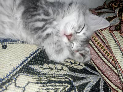 2 Kittens for Sale