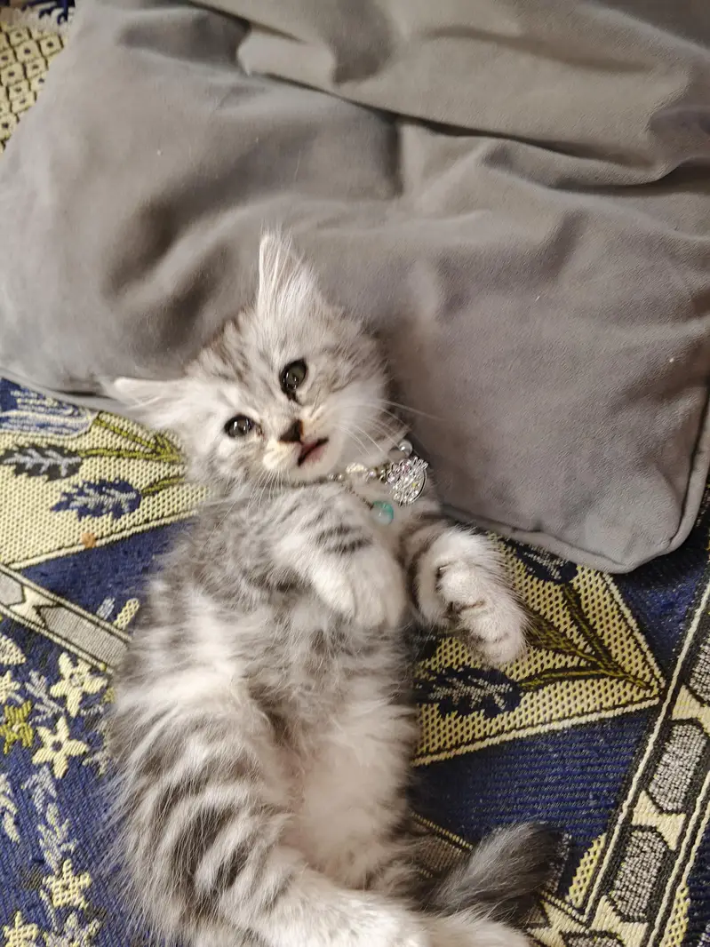 2 Kittens for Sale — photo 2
