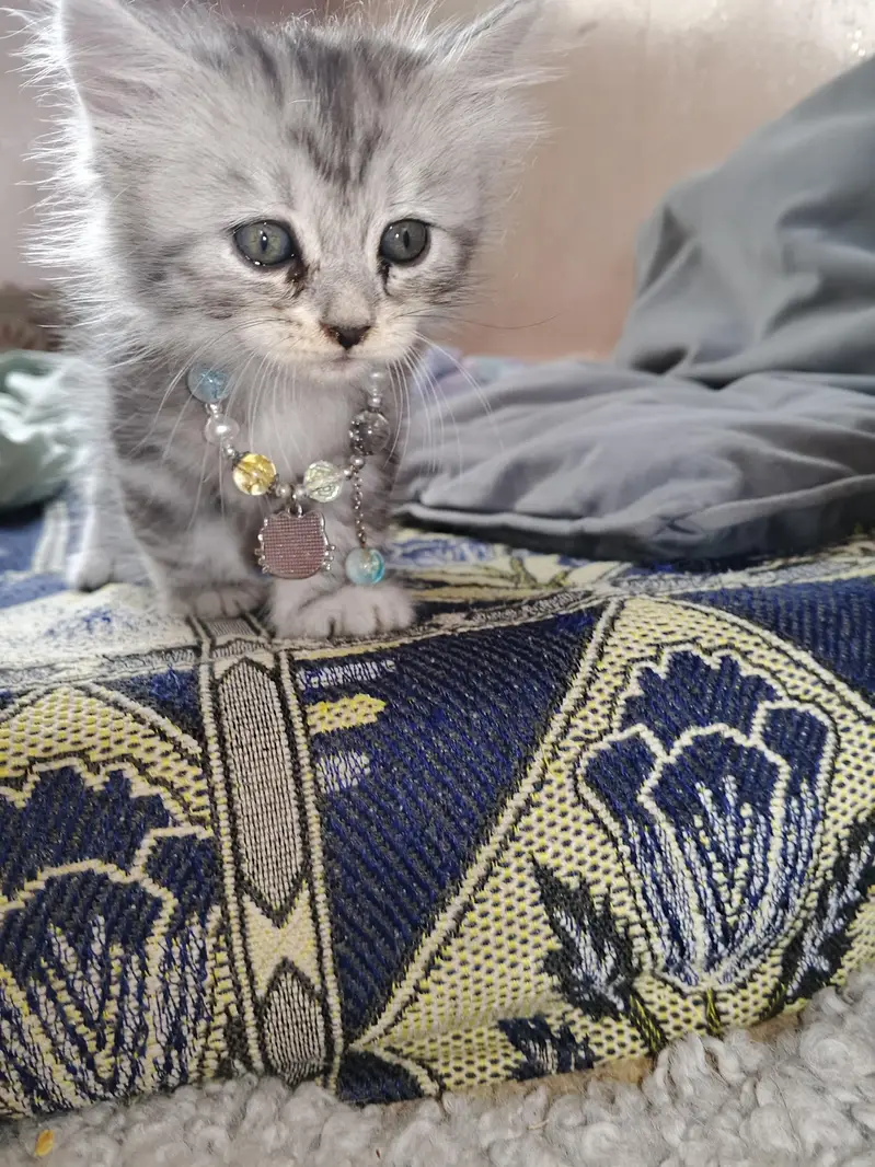 2 Kittens for Sale — photo 4