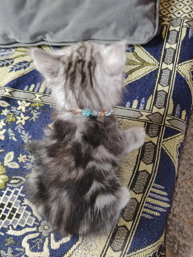 2 Kittens for Sale — photo 5