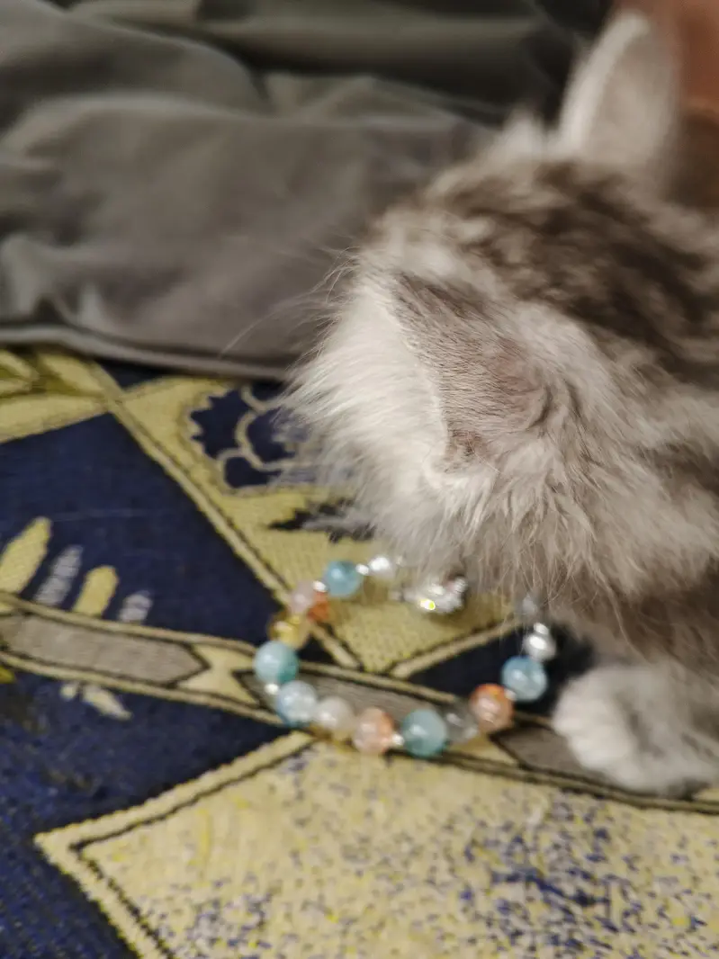 2 Kittens for Sale — photo 6