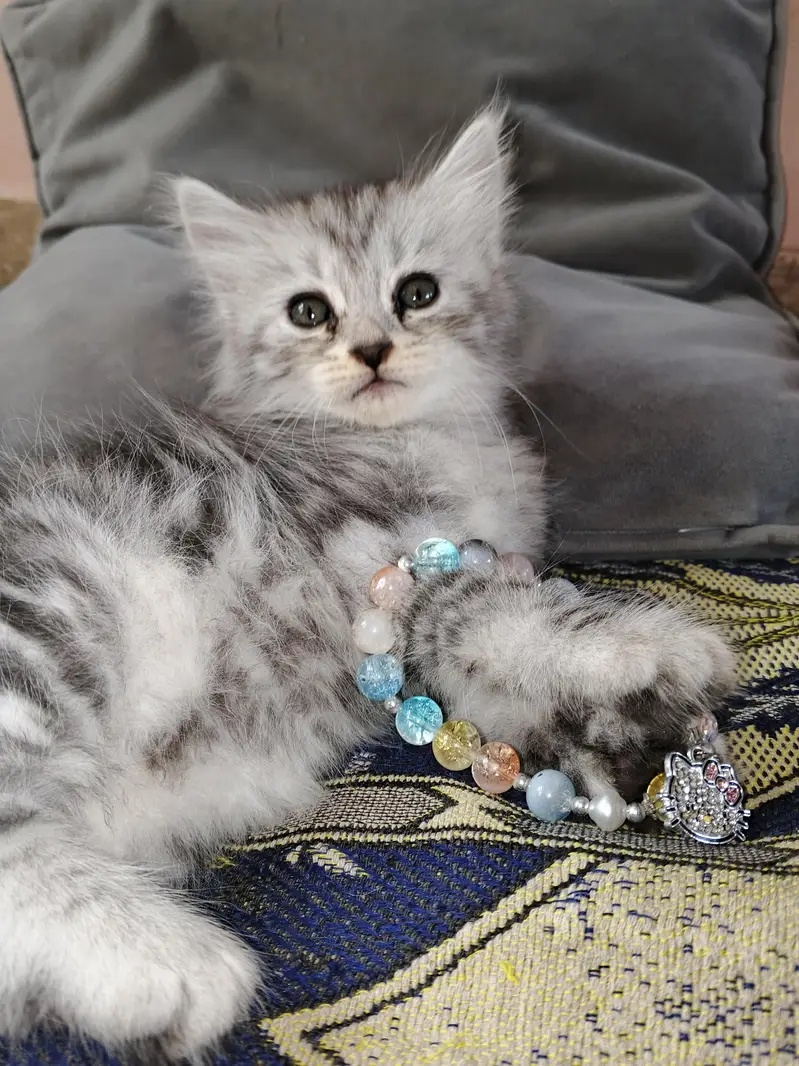 2 Kittens for Sale — photo 7