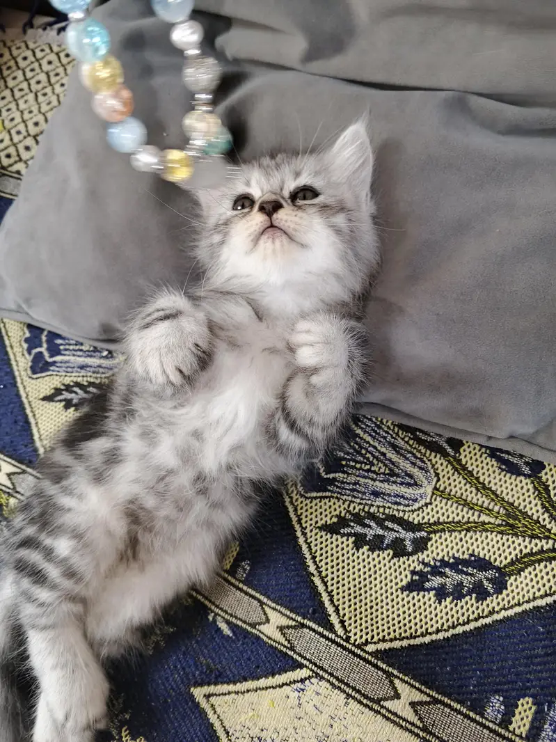 2 Kittens for Sale — photo 8