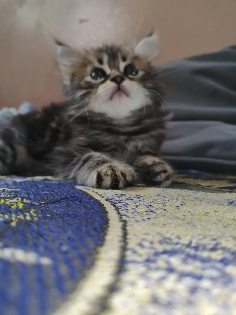 2 Kittens for Sale — photo 9
