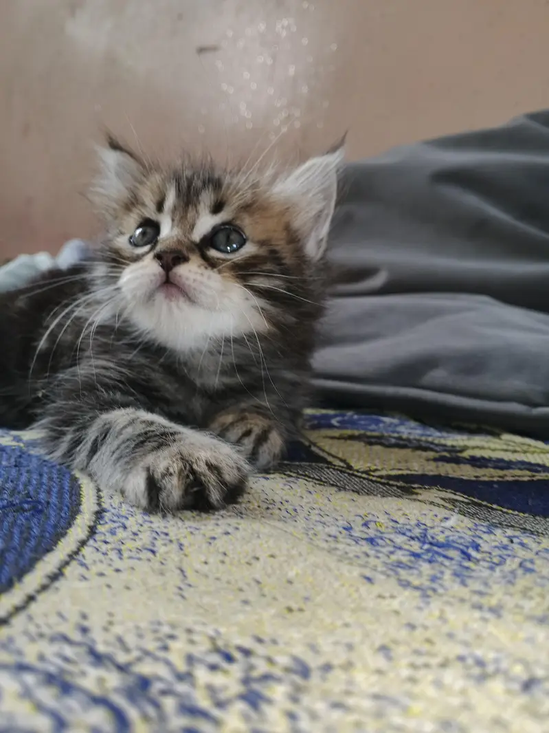 2 Kittens for Sale — photo 10