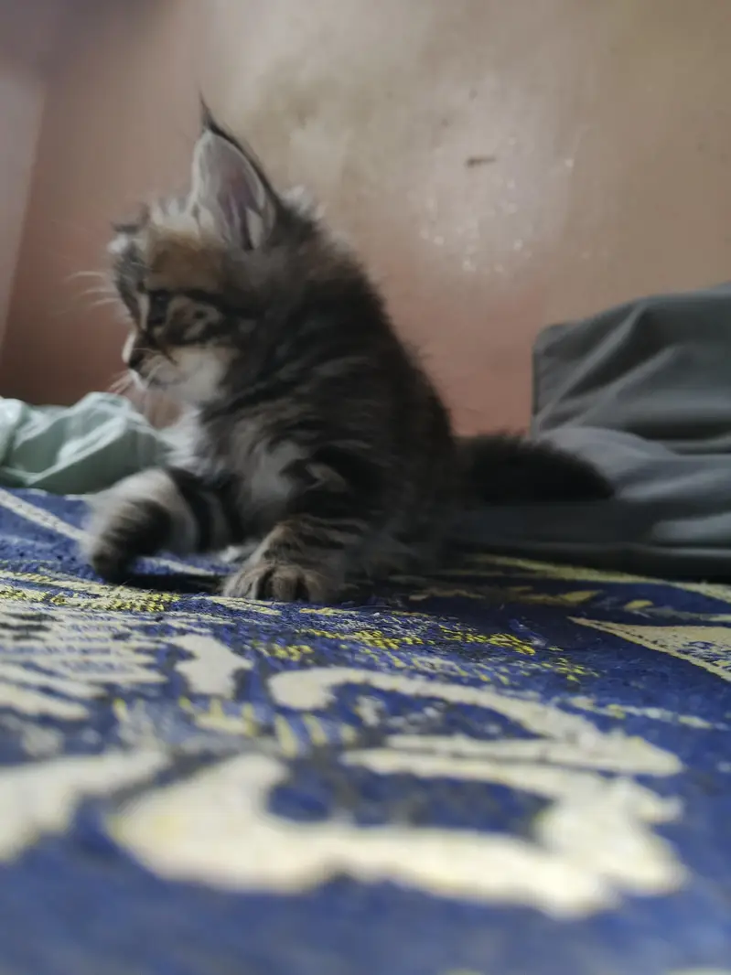 2 Kittens for Sale — photo 11