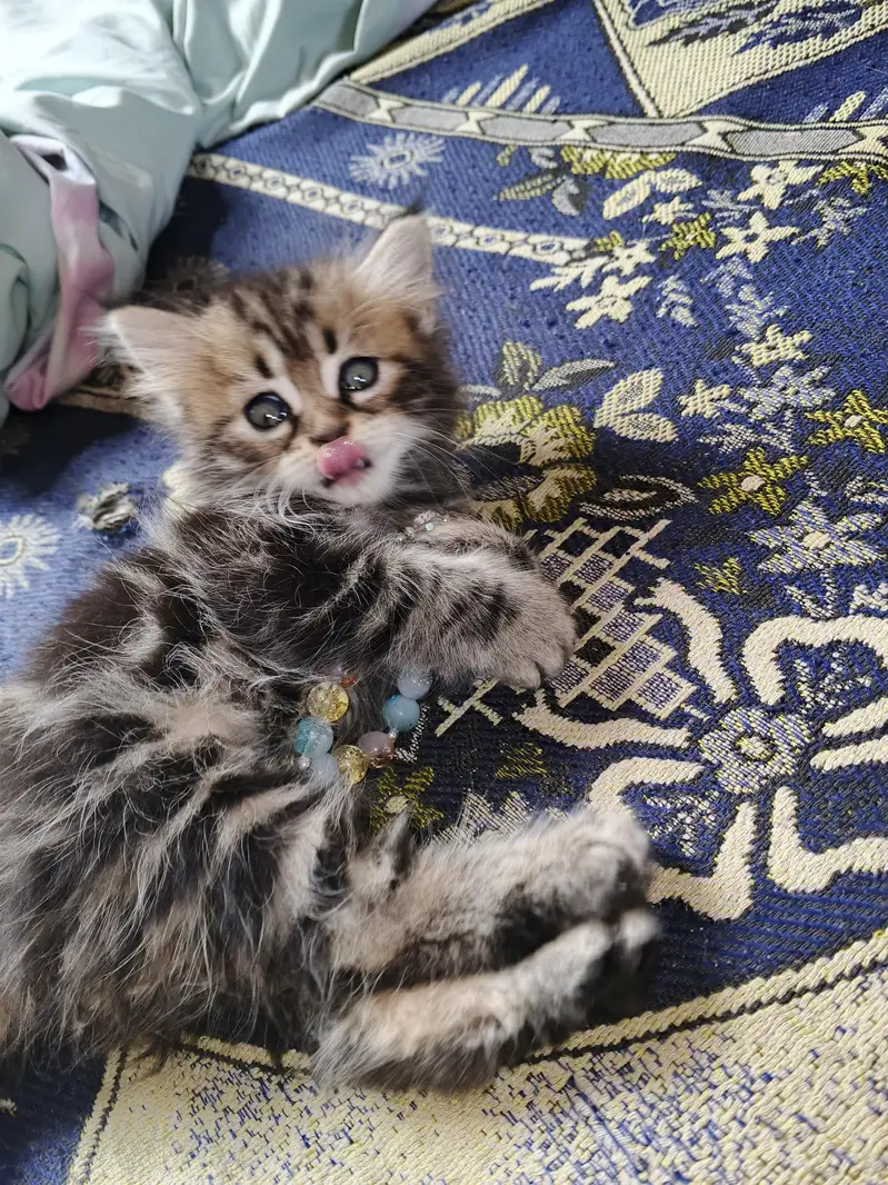 2 Kittens for Sale — photo 12