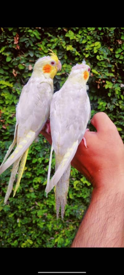 cocktail hand time pair