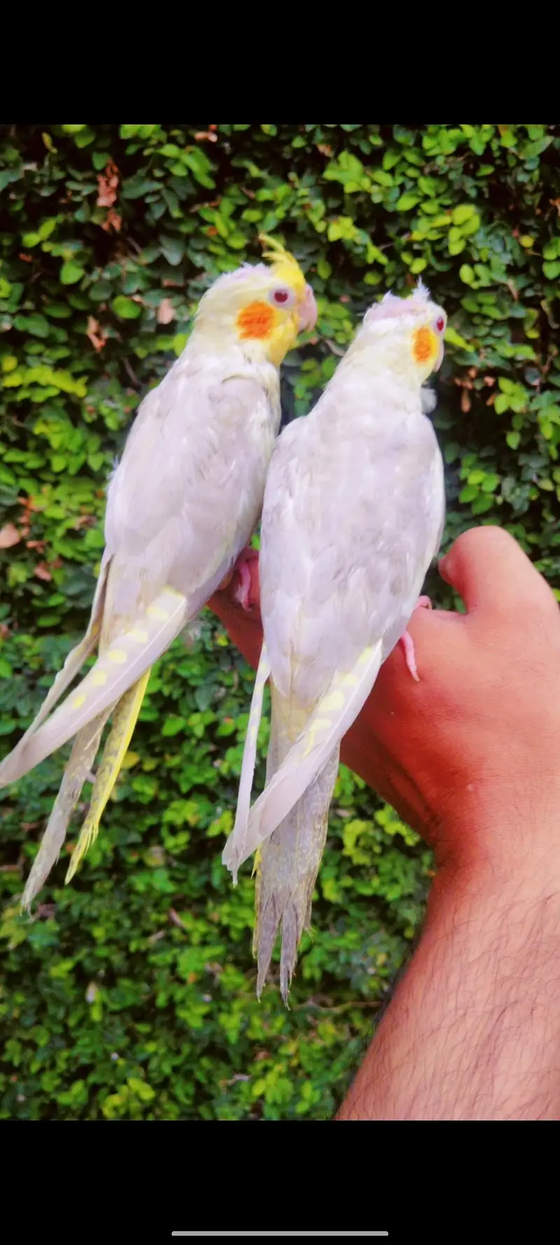 cocktail hand time pair — photo 2